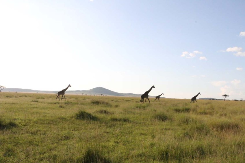 giraffe, wild, tanzania, jungle, safari,