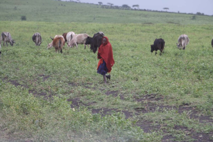 maasai, african, jungle, safari, tanzanian, tanzania