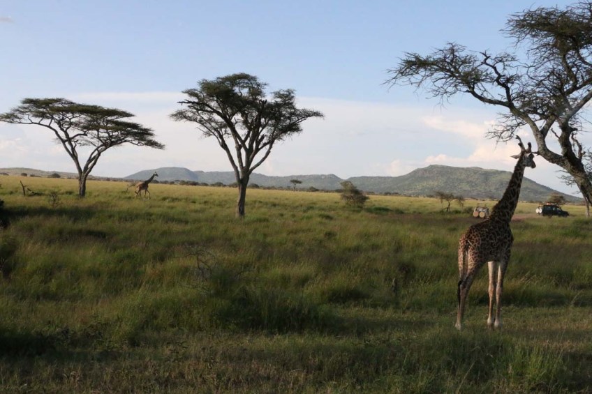 giraffe, wild, tanzania, jungle, safari,