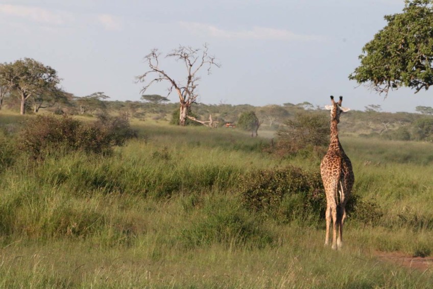 giraffe, wild, tanzania, jungle, safari,