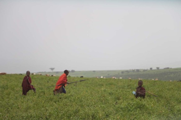 maasai, african, jungle, safari, tanzanian, tanzania