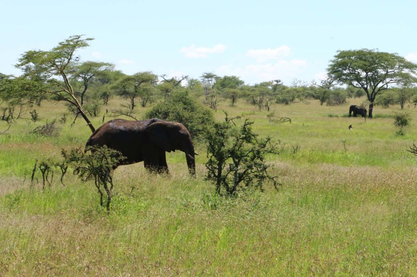 elephant, serengeti, tanzania, jungle, animal, wild