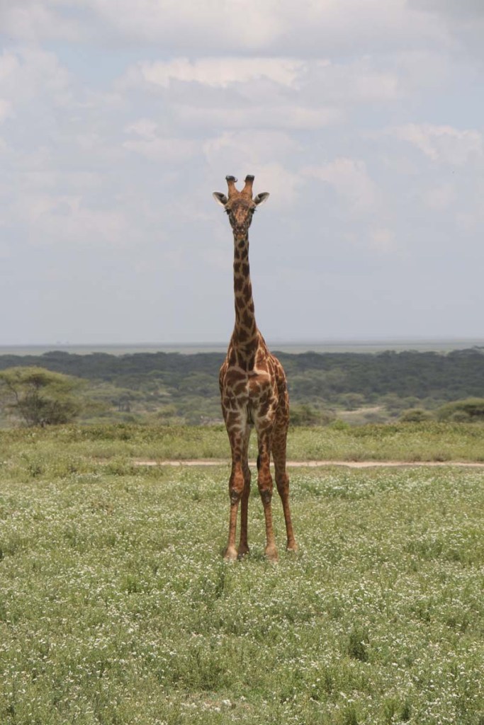 giraffe, wild, tanzania, jungle, safari,