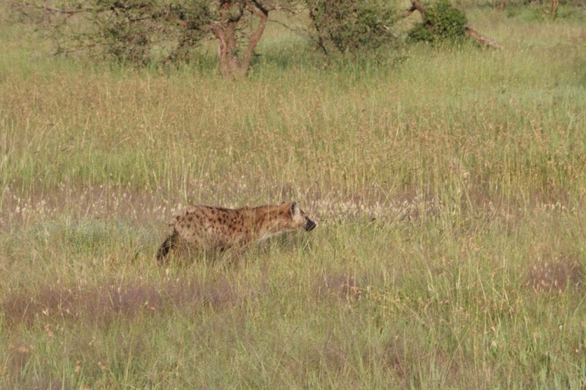 hyena, jungle, wild, Serengeti,