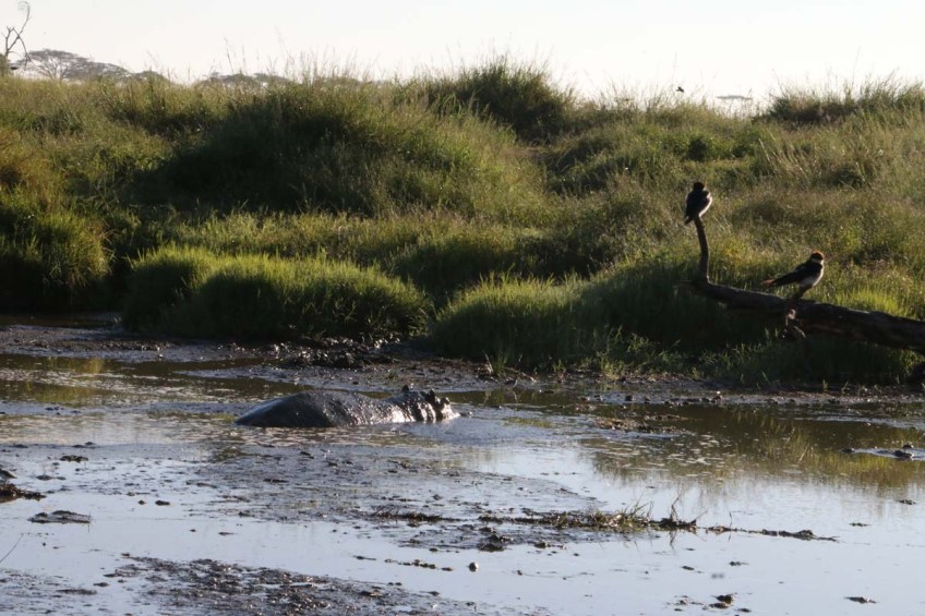 hippocampus, hippo, animal, jungle, wild, tanzania, Serengeti