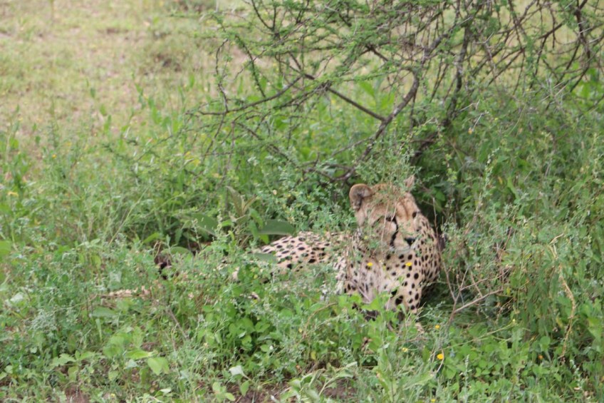 Leopard, cheetah, jungle, safari, tanzania, Serengeti