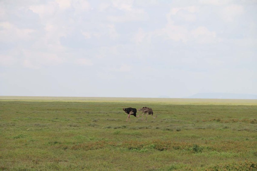 ostrich, safari, Serengeti, jungle, wild, animal, tanzania