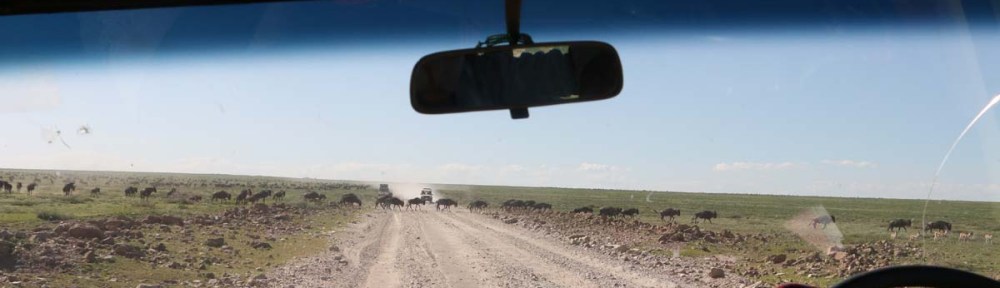 ride, jungle, tanzania, safari, Serengeti