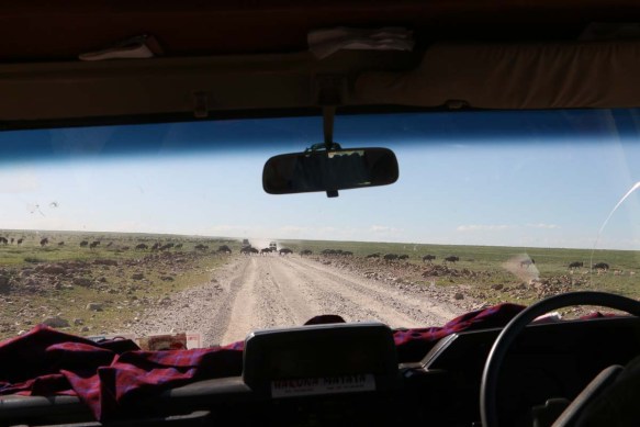 ride, jungle, tanzania, safari, Serengeti