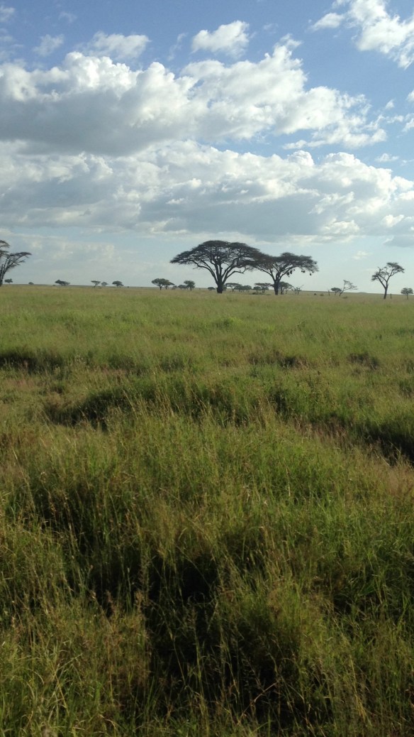 safari, tanzania, jungle, serengeti, ngorongoro crater, lake manyara