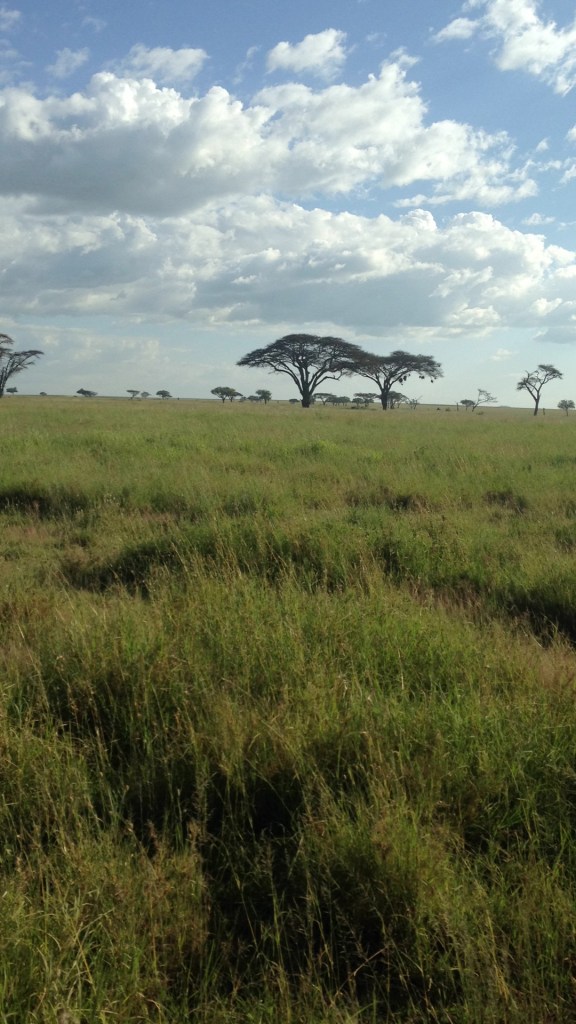 safari, tanzania, jungle, serengeti, ngorongoro crater, lake manyara