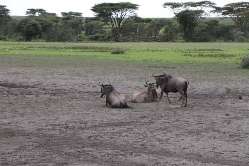 wild beast, jungle, wild, serengeti, tanzania, animal