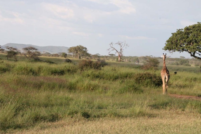 giraffe, wild, tanzania, jungle, safari,