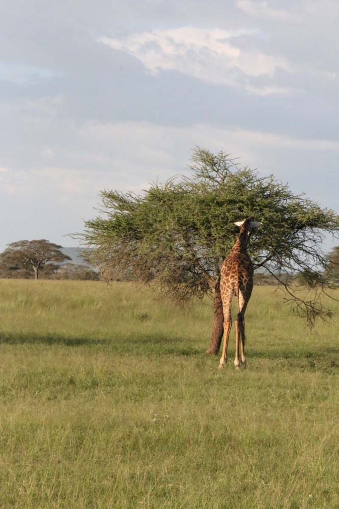 giraffe, wild, tanzania, jungle, safari,