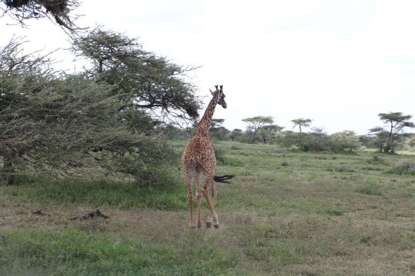 giraffe, wild, tanzania, jungle, safari,