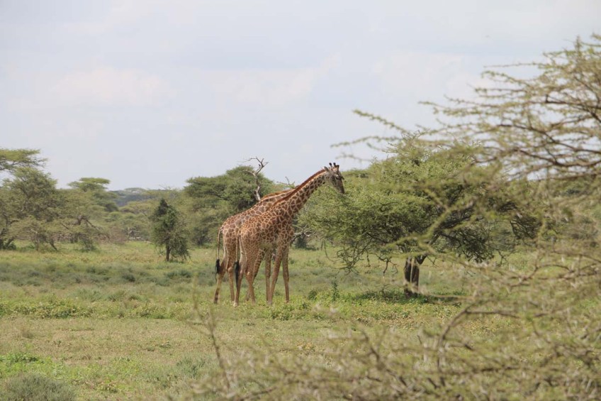 giraffe, wild, tanzania, jungle, safari,