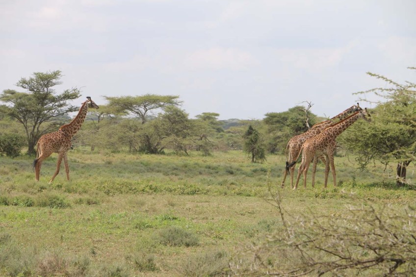 giraffe, wild, tanzania, jungle, safari,