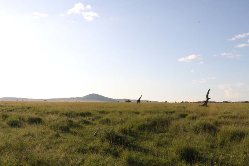 giraffe, wild, tanzania, jungle, safari,