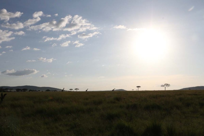 giraffe, wild, tanzania, jungle, safari,