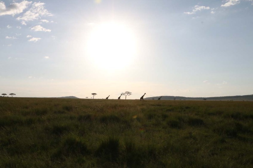 giraffe, wild, tanzania, jungle, safari,