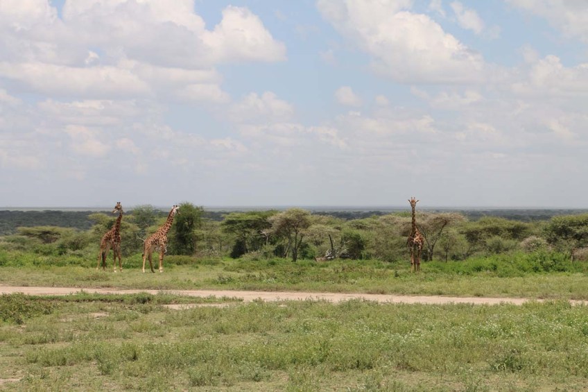 giraffe, wild, tanzania, jungle, safari,
