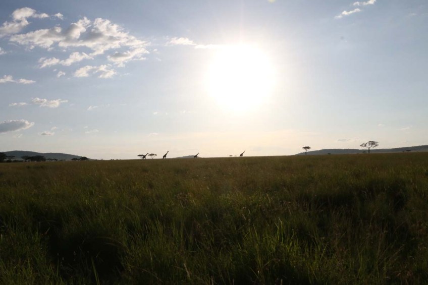giraffe, wild, tanzania, jungle, safari,