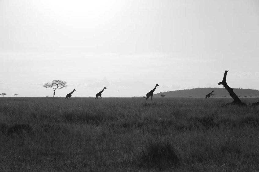 giraffe, wild, tanzania, jungle, safari,