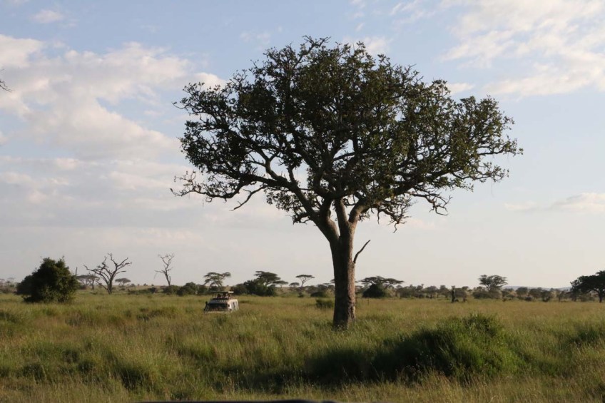 giraffe, wild, tanzania, jungle, safari,