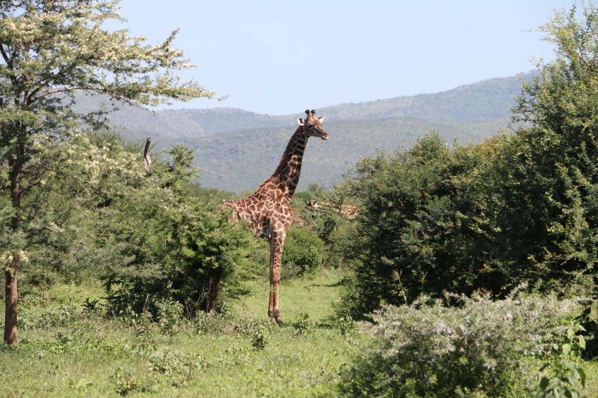 giraffe, wild, tanzania, jungle, safari,