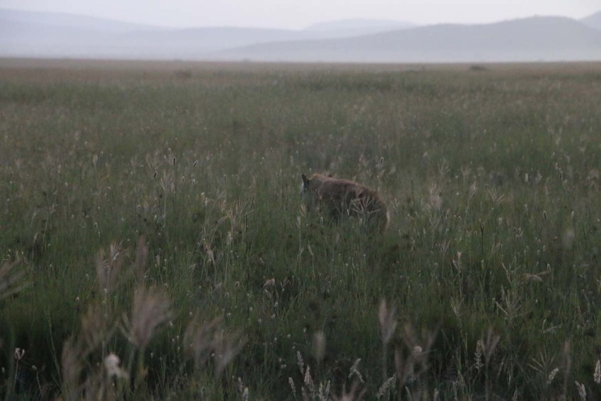 hyena, jungle, wild, Serengeti,