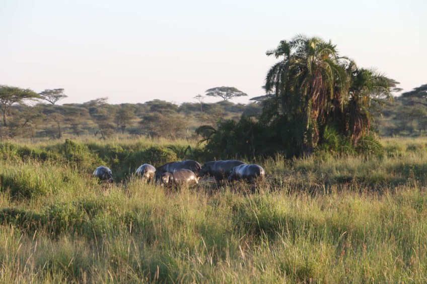 hippocampus, hippo, animal, jungle, wild, tanzania, Serengeti