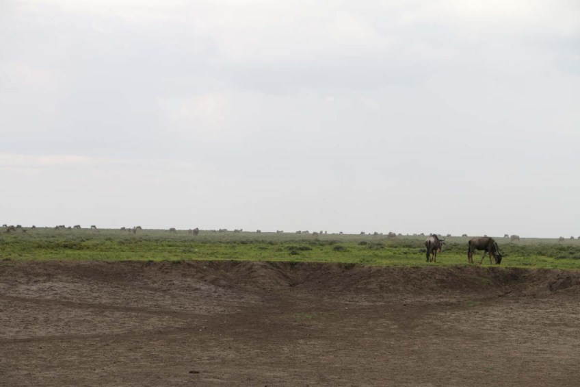 wild beast, jungle, wild, serengeti, tanzania, animal