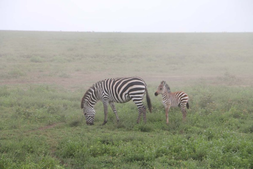 Zebra-tanzania-serengetti-safari-animal-jungle-46
