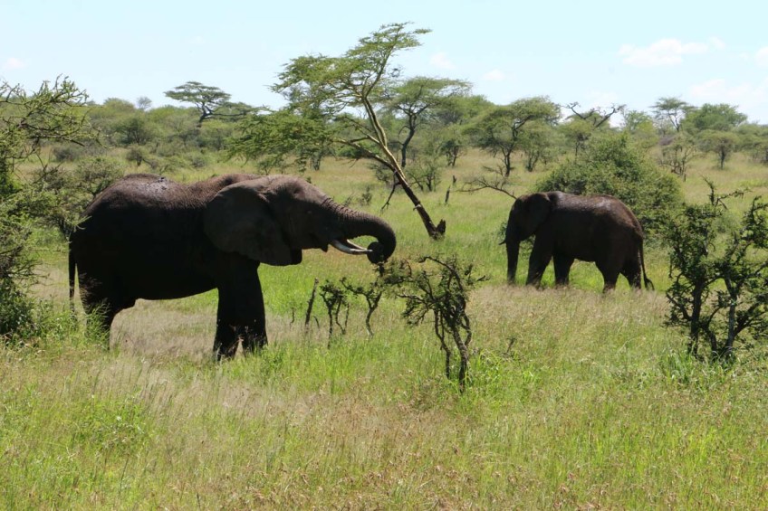 elephant, serengeti, tanzania, jungle, animal, wild