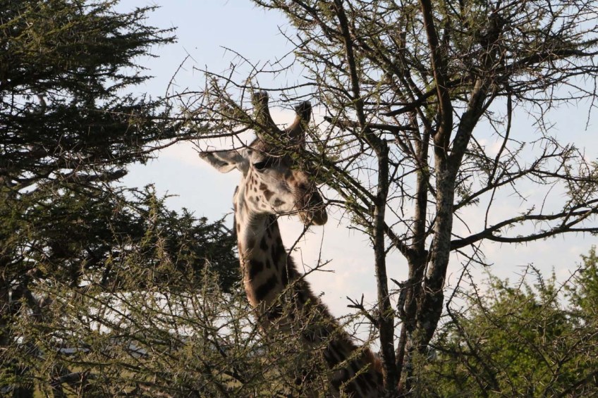 giraffe, wild, tanzania, jungle, safari,
