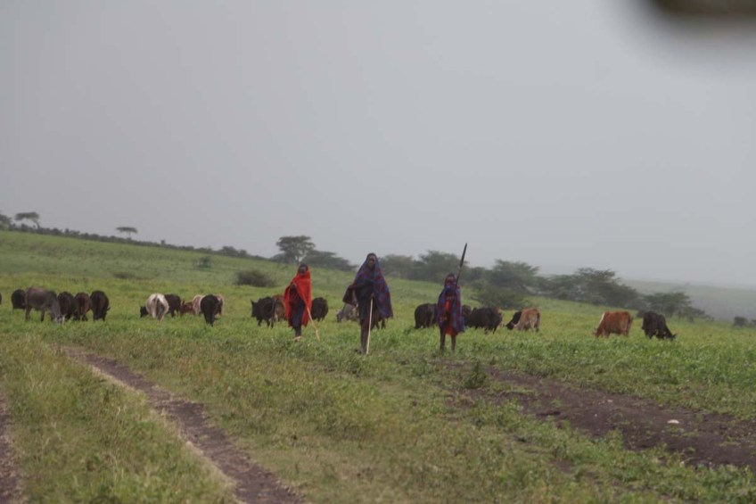 maasai, african, jungle, safari, tanzanian, tanzania