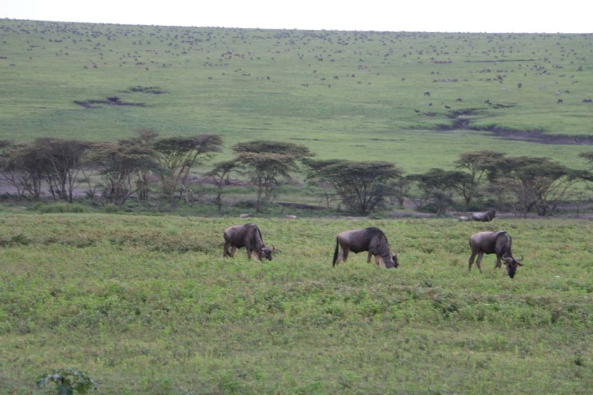 wild beast, jungle, wild, serengeti, tanzania, animal