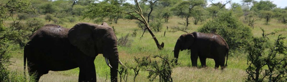 elephant, serengeti, tanzania, jungle, animal, wild