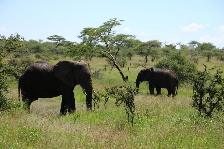 elephant, serengeti, tanzania, jungle, animal, wild
