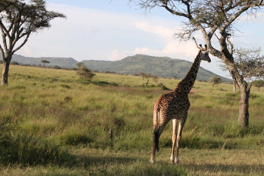giraffe, wild, tanzania, jungle, safari,