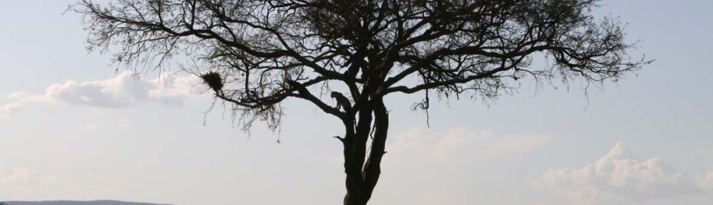 Leopard, cheetah, jungle, safari, tanzania, Serengeti