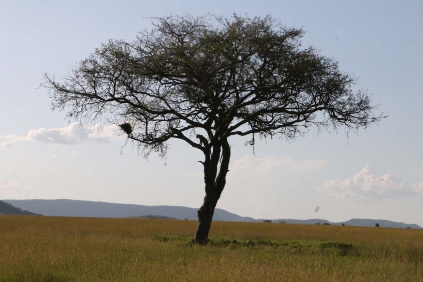 Leopard, cheetah, jungle, safari, tanzania, Serengeti