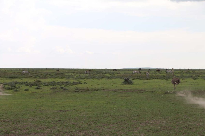 ostrich, safari, Serengeti, jungle, wild, animal, tanzania