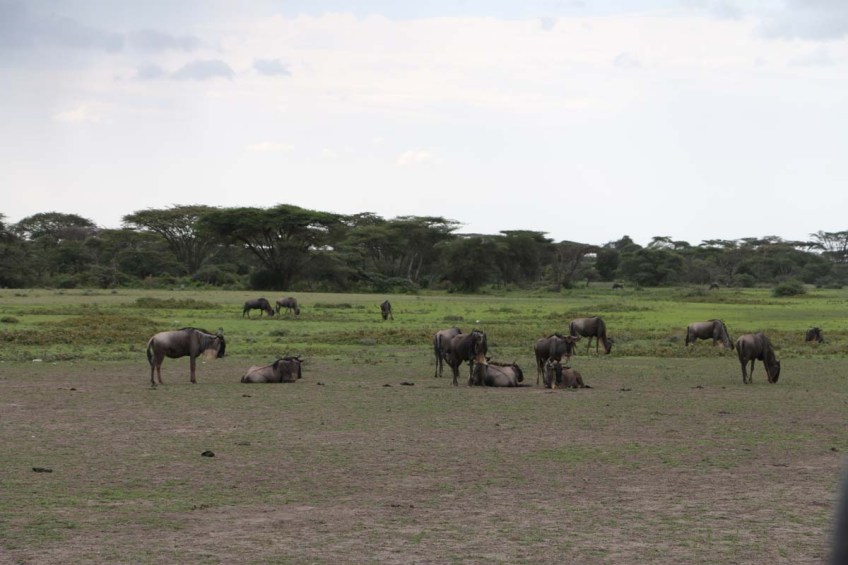wild beast, jungle, wild, serengeti, tanzania, animal