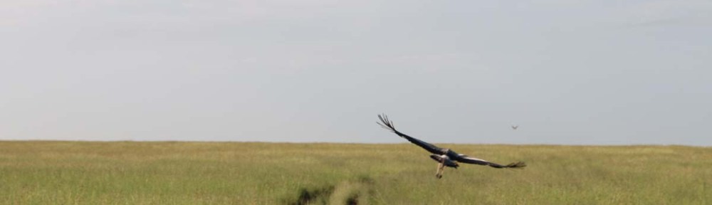 bird, jungle, tanzania, safari