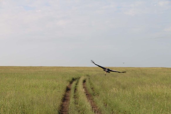 8-bird-tanzania-serengetti-safari-animal-jungle-36
