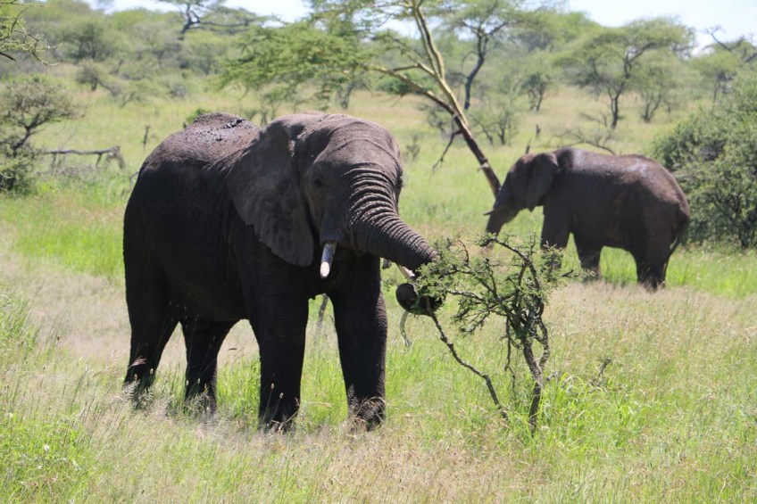 elephant, serengeti, tanzania, jungle, animal, wild