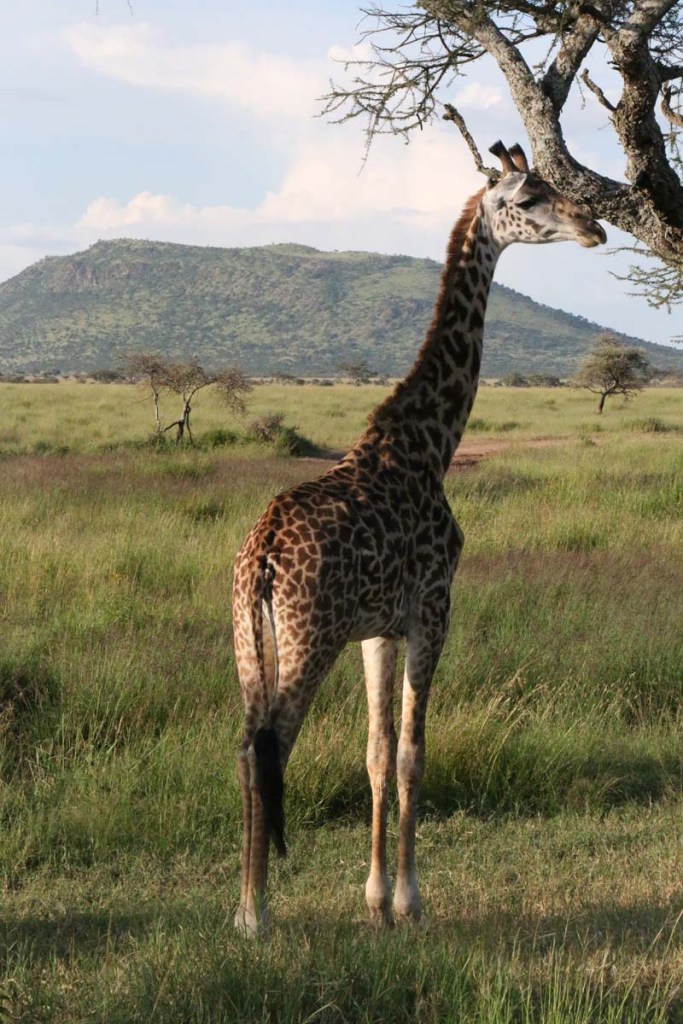 giraffe, wild, tanzania, jungle, safari,