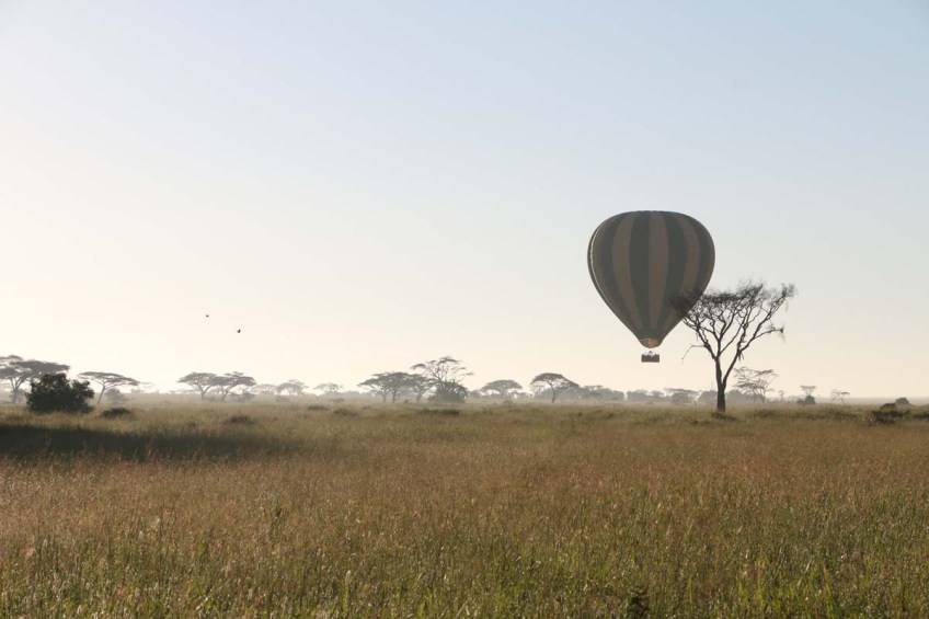 hot air balloon, safari, jungle, Serengeti, sunrise