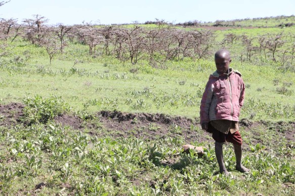 maasai, african, jungle, safari, tanzanian, tanzania